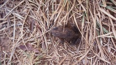 Rhinella granulosa