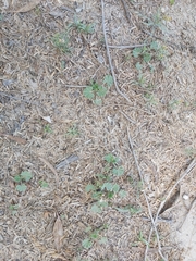 Malva parviflora