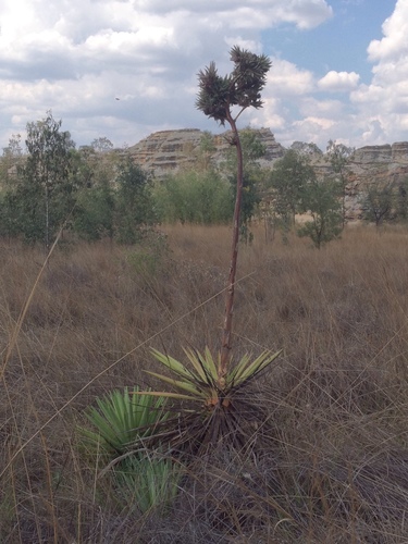 Agave sisalana image