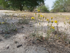Senecio glaucus