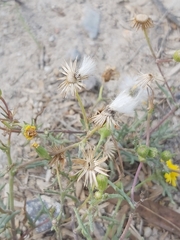 Senecio glaucus