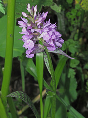 Dactylorhiza urvilleana