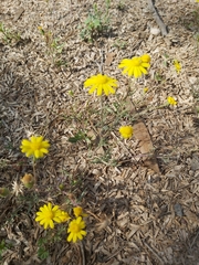 Senecio glaucus