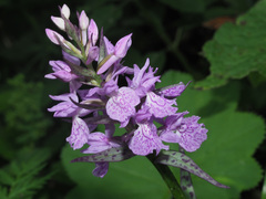 Dactylorhiza urvilleana
