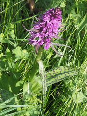 Dactylorhiza urvilleana