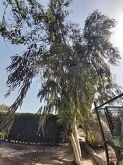 Eucalyptus