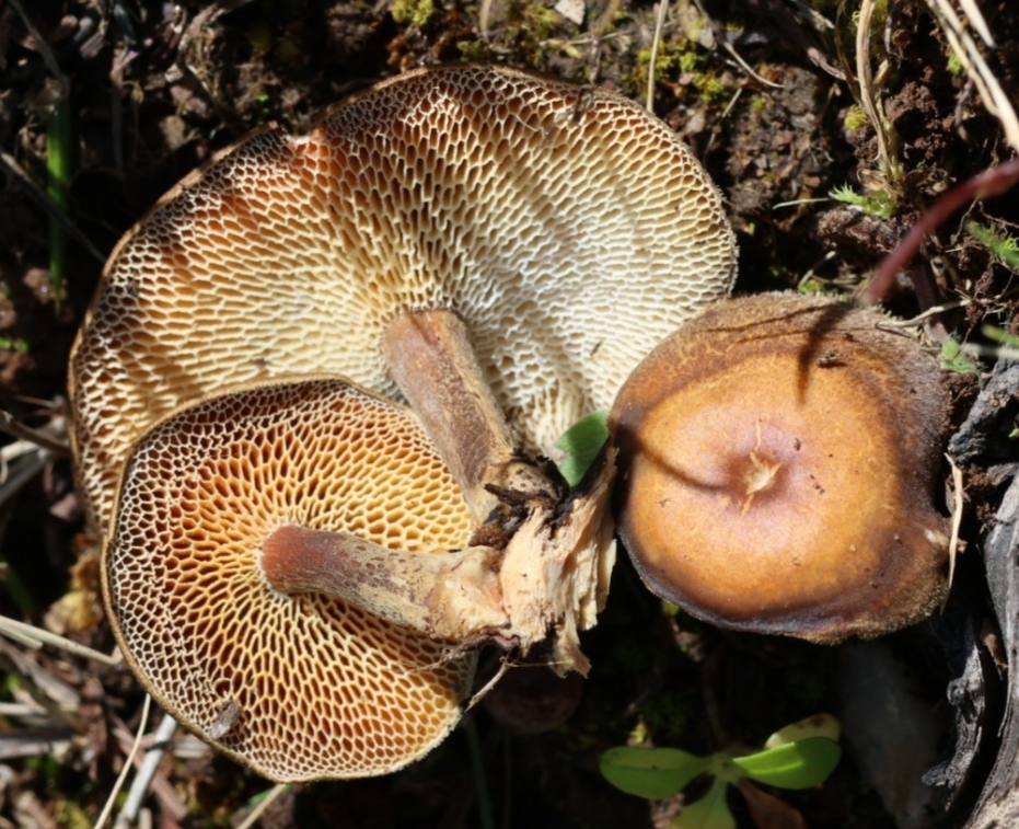 Lentinus arcularius · April 2026 · photo: © mycobel (iNaturalist, cc-by)