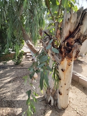 Eucalyptus