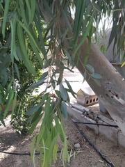 Eucalyptus
