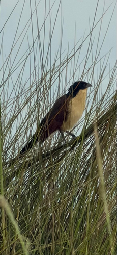 iNaturalist image
