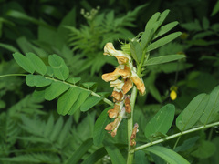 Vicia crocea