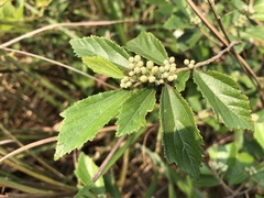 Grewia rhombifolia