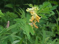 Vicia crocea
