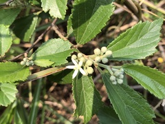 Grewia rhombifolia