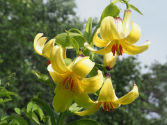Lilium monadelphum