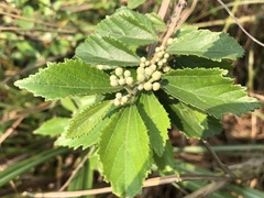 Grewia rhombifolia