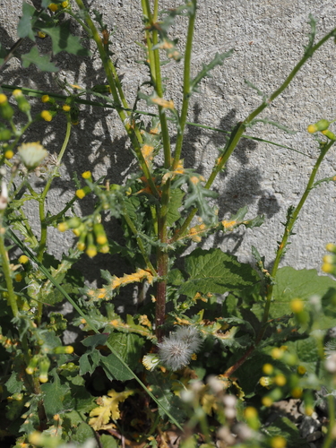 Australischer Gänseblümchenrost