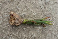 Spalax microphthalmus