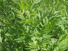 Tanacetum macrophyllum