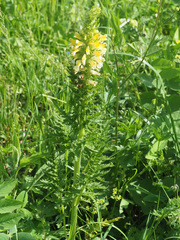 Pedicularis condensata
