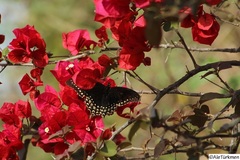 Papilio menatius morelius