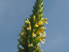 Pedicularis condensata
