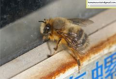 Anthophora melanognatha