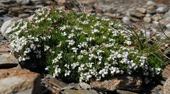 Cherleria biflora