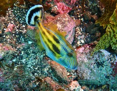 Freycinet's Leatherjacket photo 2