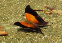 Marpesia furcula