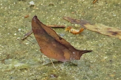 Marpesia furcula