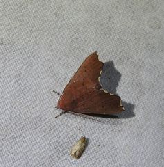 Arthisma scissuralis