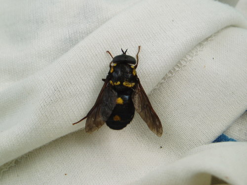 Philoliche chrysostigma