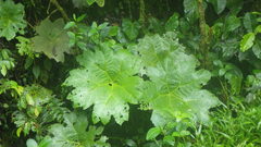 Gunnera tinctoria