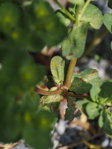 Melampsora-Rost der Sonnenwend-Wolfsmilch