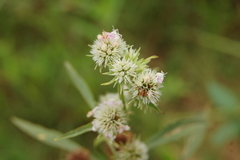 Hyptis lappacea