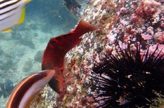 Pseudolabrus luculentus