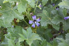 Malva pacifica