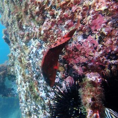 Pseudolabrus luculentus