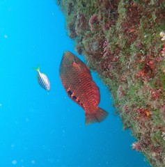 Pseudolabrus luculentus