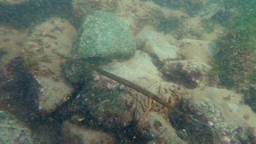 Deepwater cornetfish (Fistularia corneta) — Fistulariidae — 4