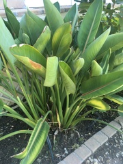 Strelitzia reginae reginae