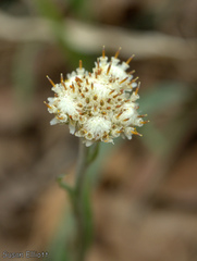 Antennaria plantaginifolia
