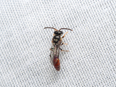 Psenulus crabroniformis sumatranus