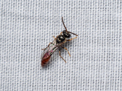 Psenulus crabroniformis sumatranus