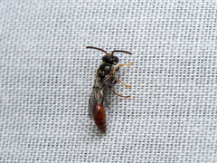 Psenulus crabroniformis sumatranus