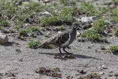 Geophaps scripta