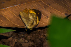 Cupha erymanthis