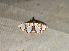 Glyphodes grandisalis