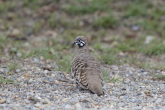 Geophaps scripta